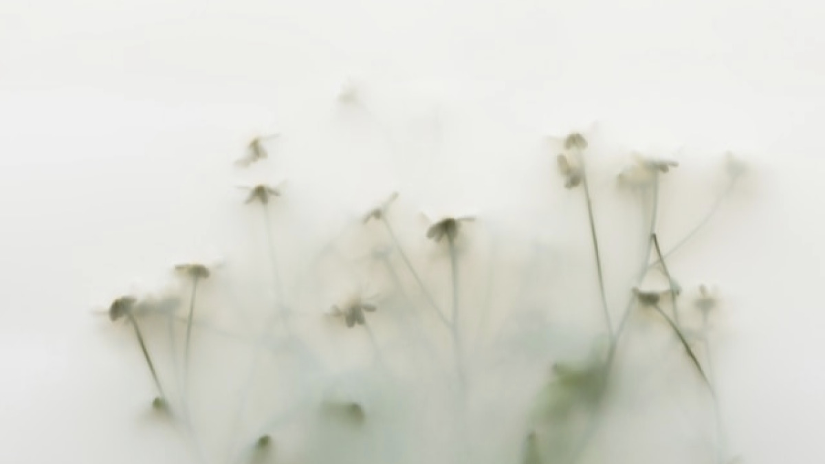 Panduan Lengkap Wedding Organizer untuk Pernikahan Anti Gagal (2026)